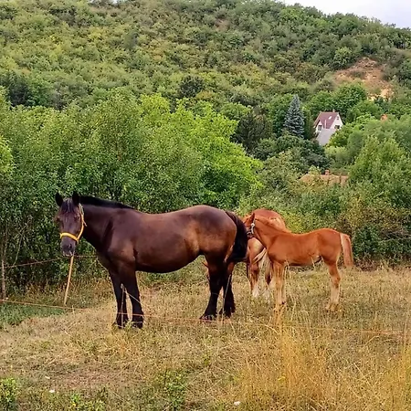 Διαμέρισμα Fenyo Kucko